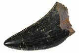 Serrated, Small Theropod (Raptor) Tooth - Montana #113622-1